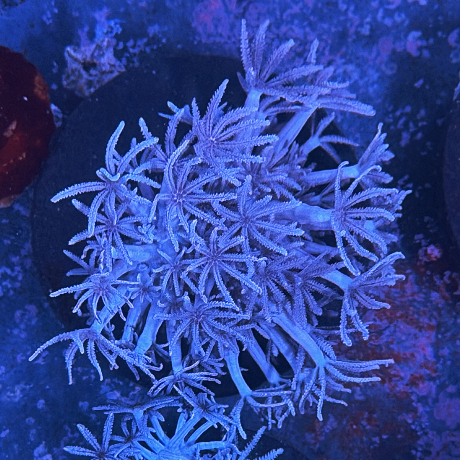Pulsing Xenia Big Frag