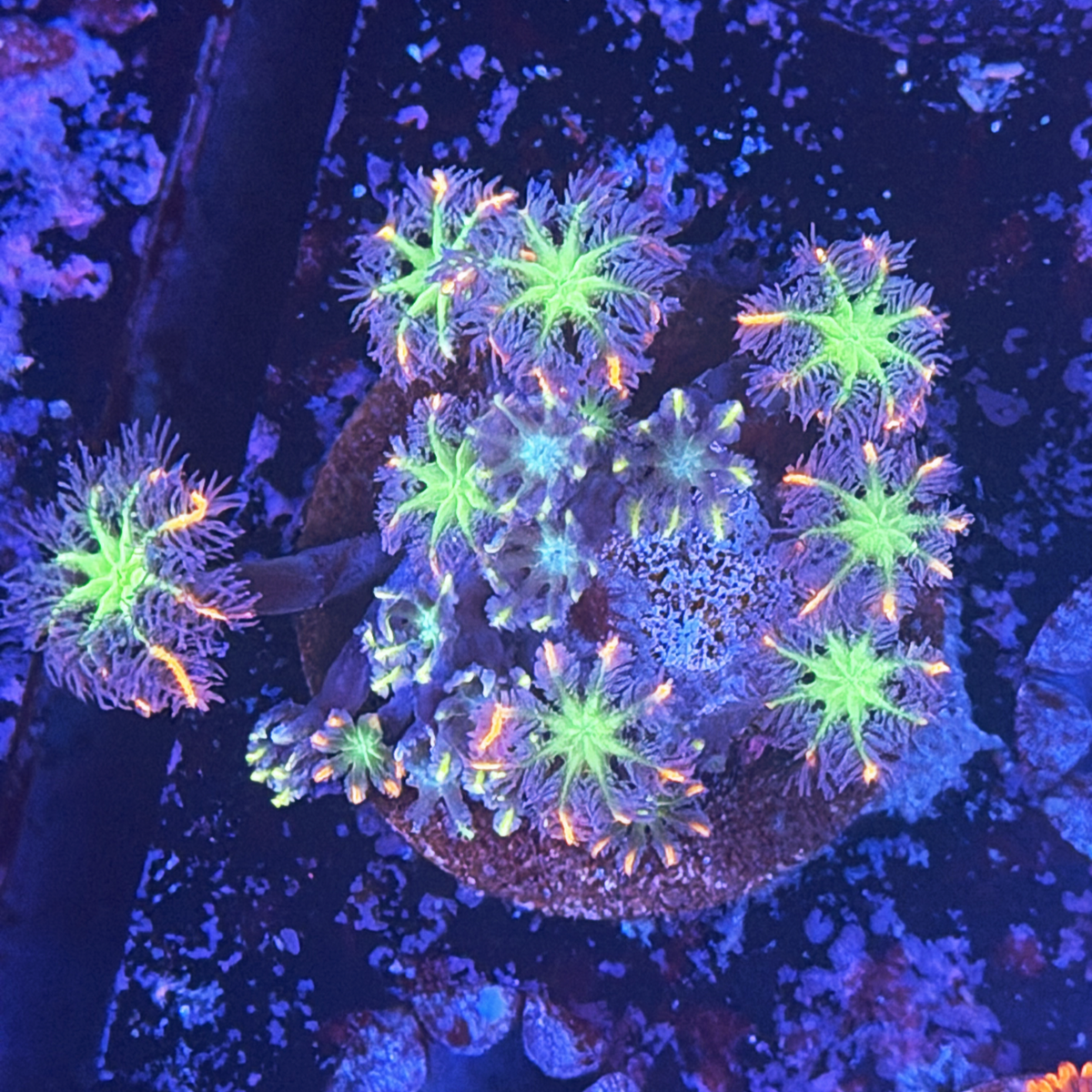 TSA Fireworks/Lemon Lazer combo Cloves large plug