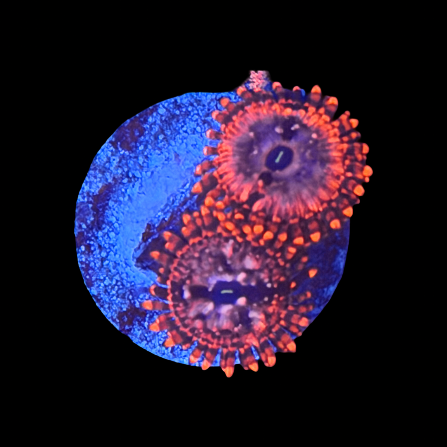 Utter Chaos Zoa