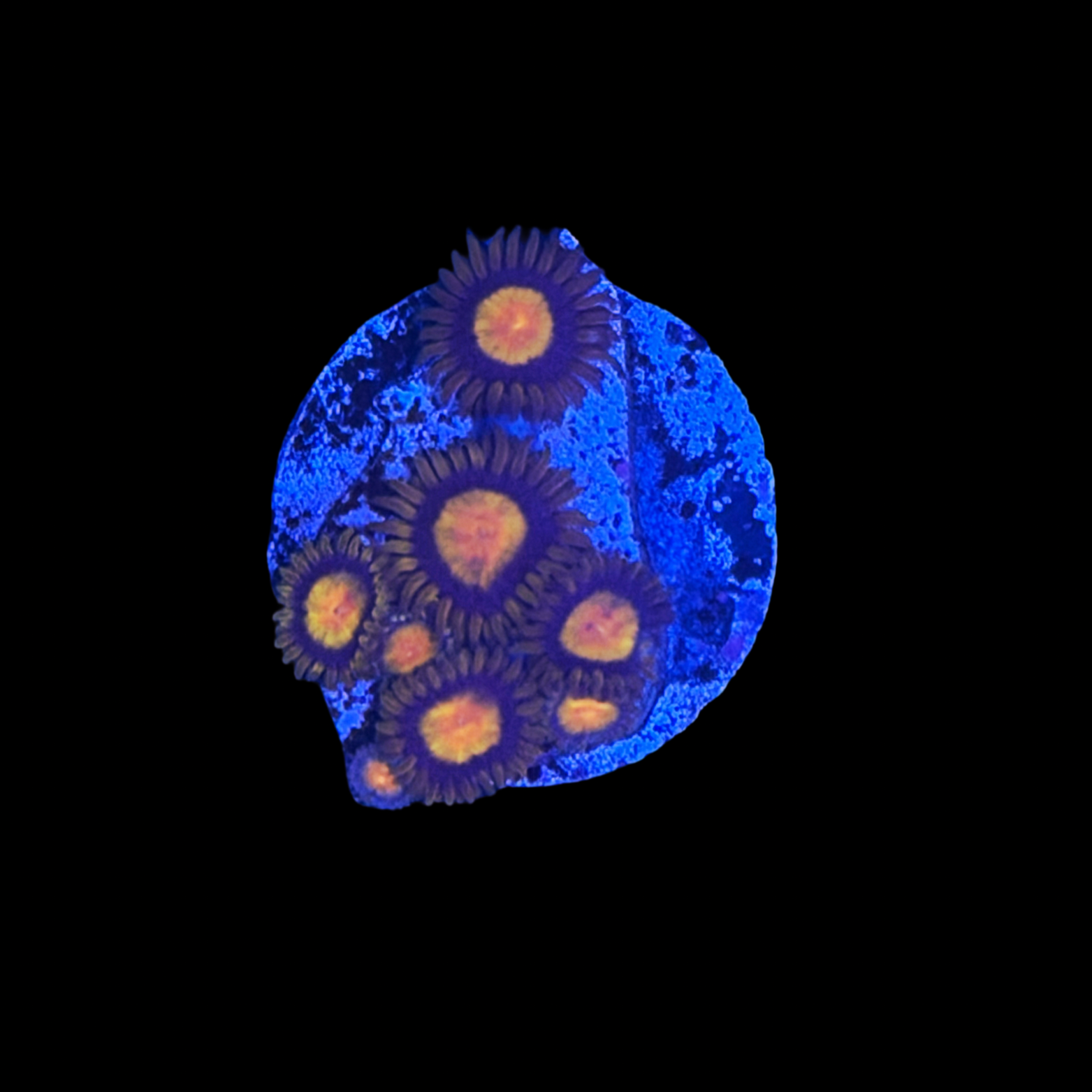 Tutti Frutti Zoa