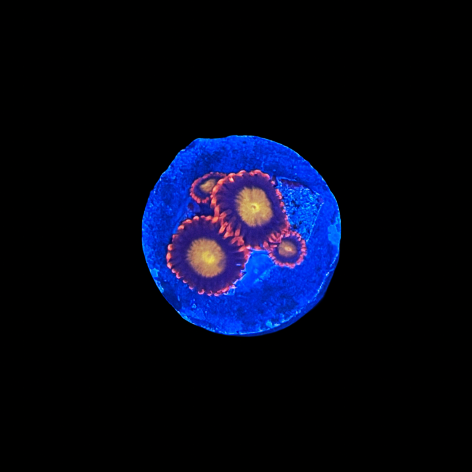 Flaming Sun Zoa