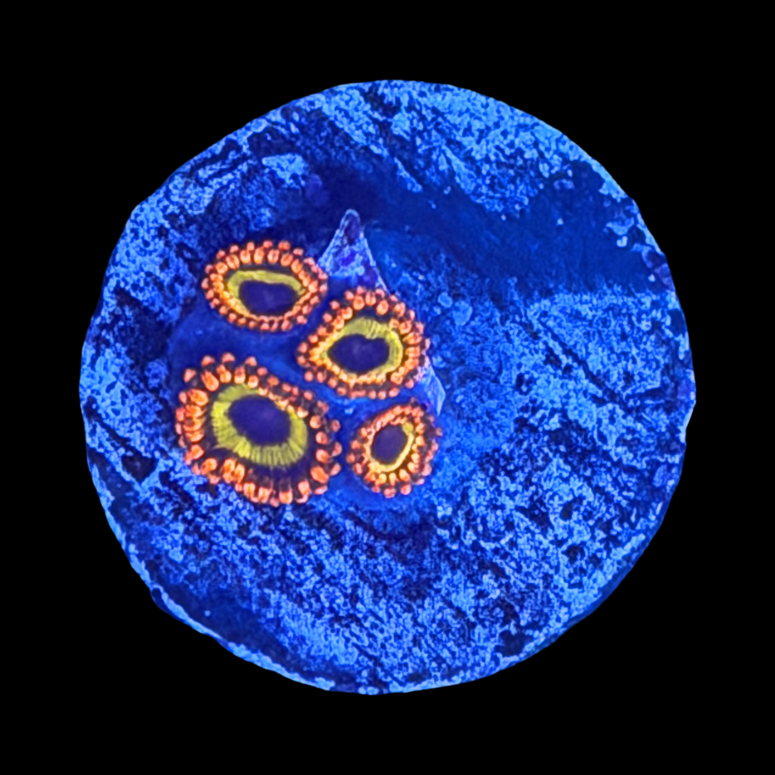 Fruitloops Zoa