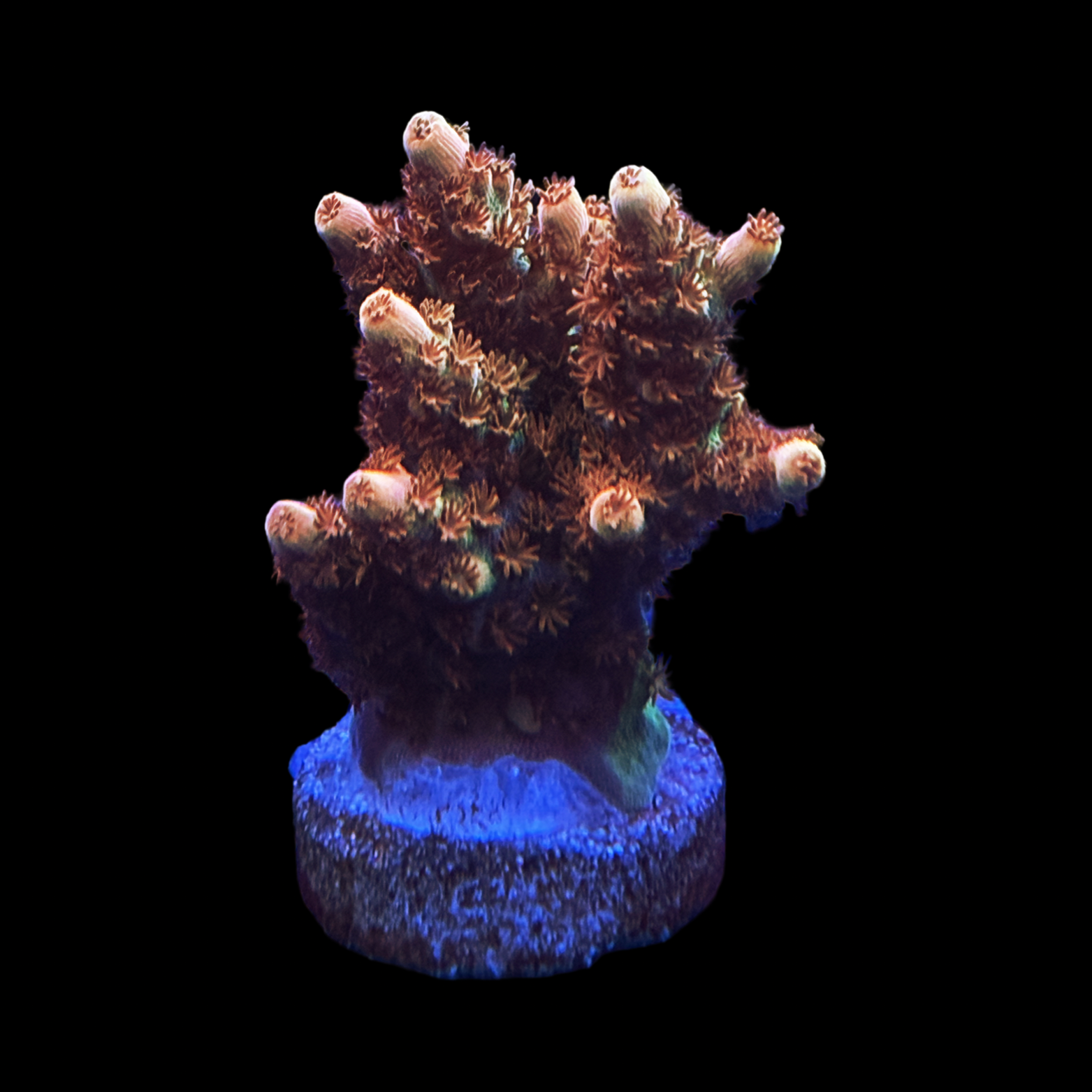 BC Aquatic Man Table