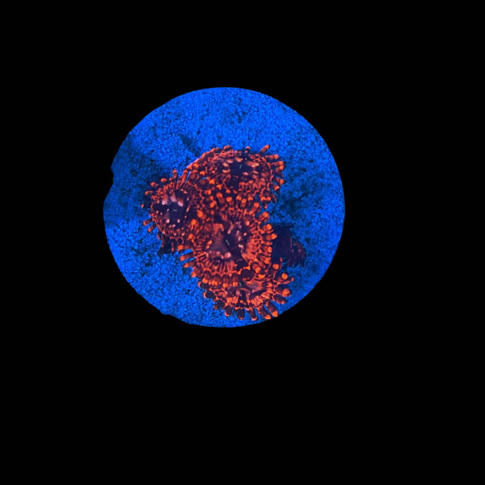 Utter Chaos Zoa