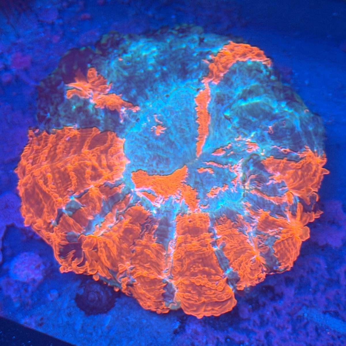 Rainbow Acanthophyllia