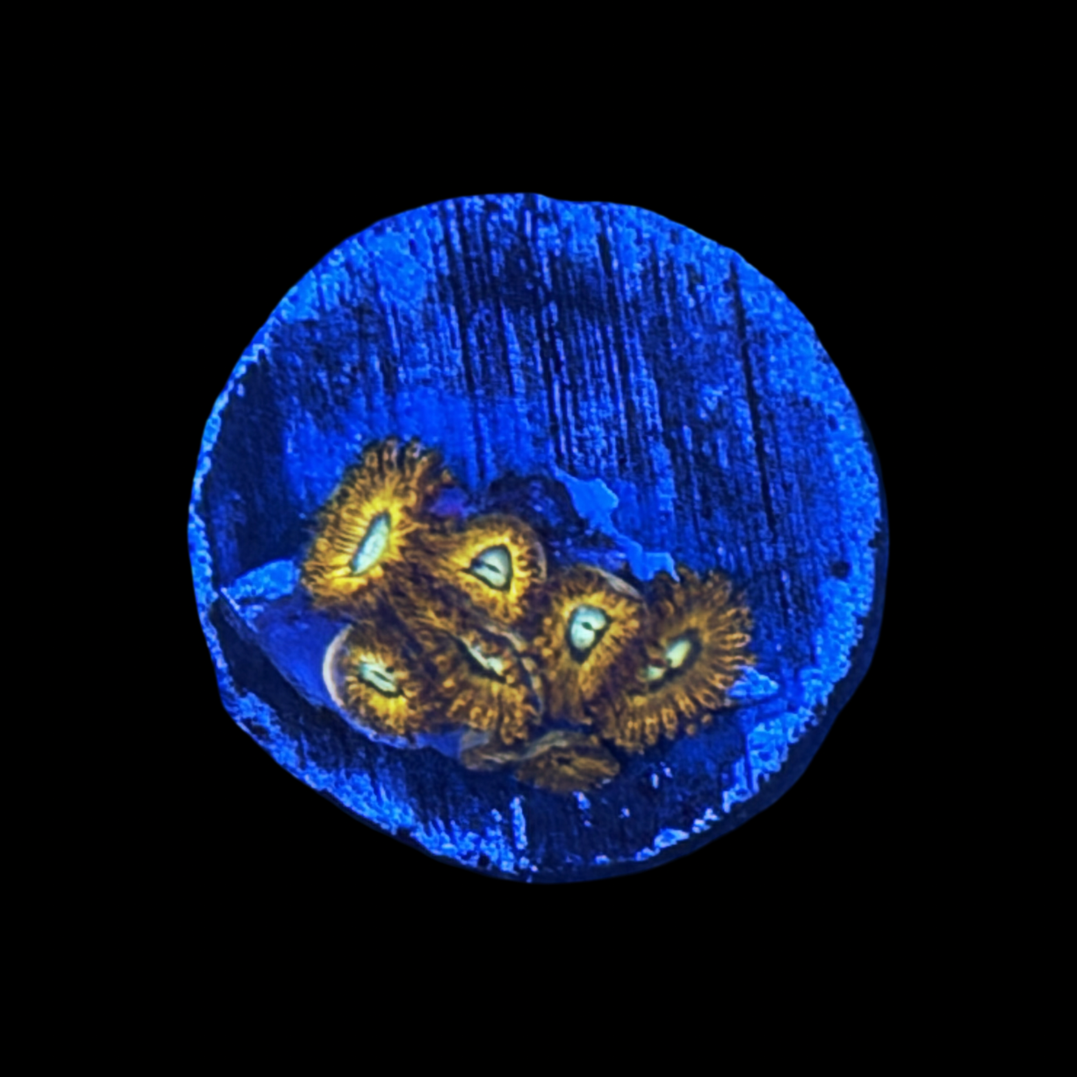 Pikachu Zoa