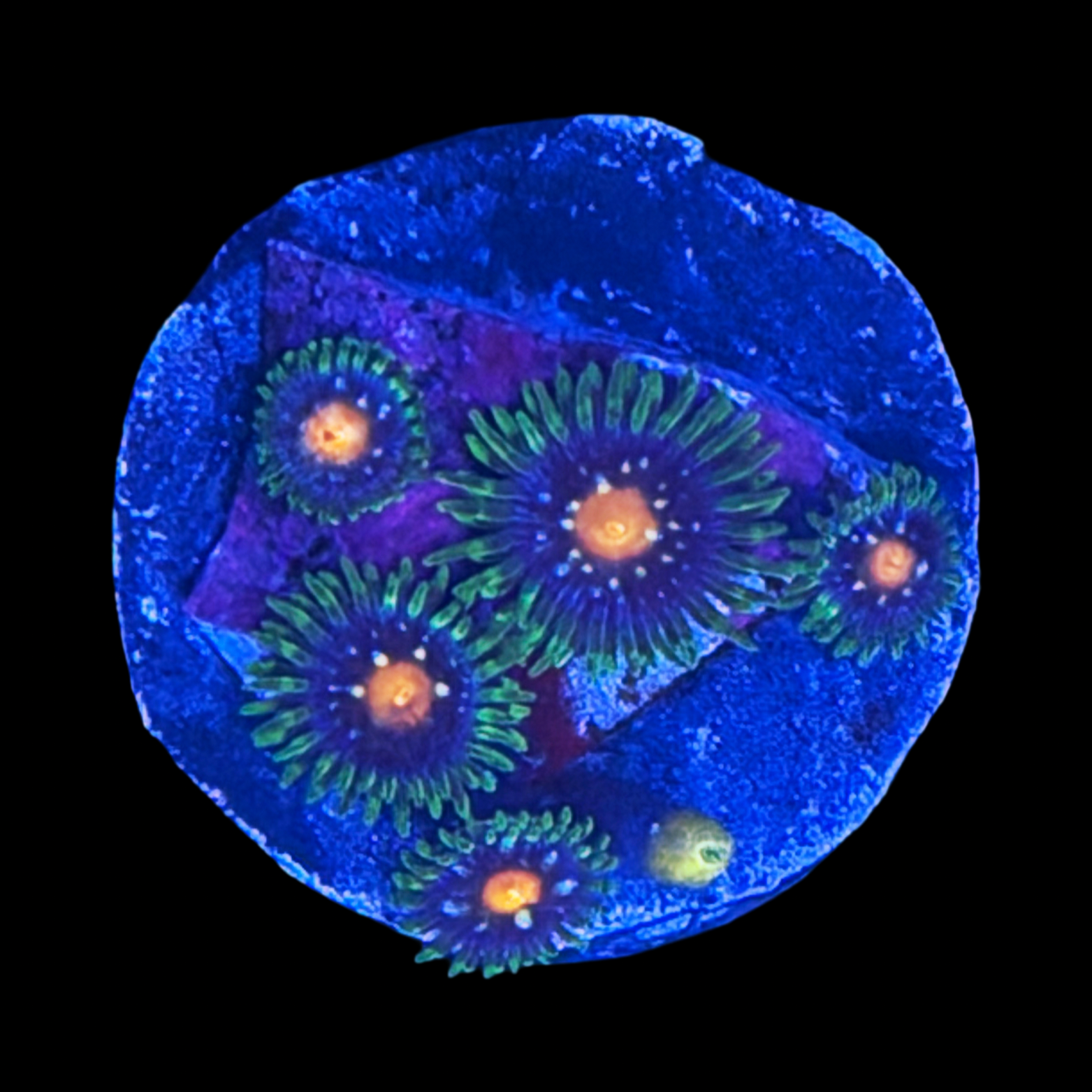 Galactic Crush Zoa