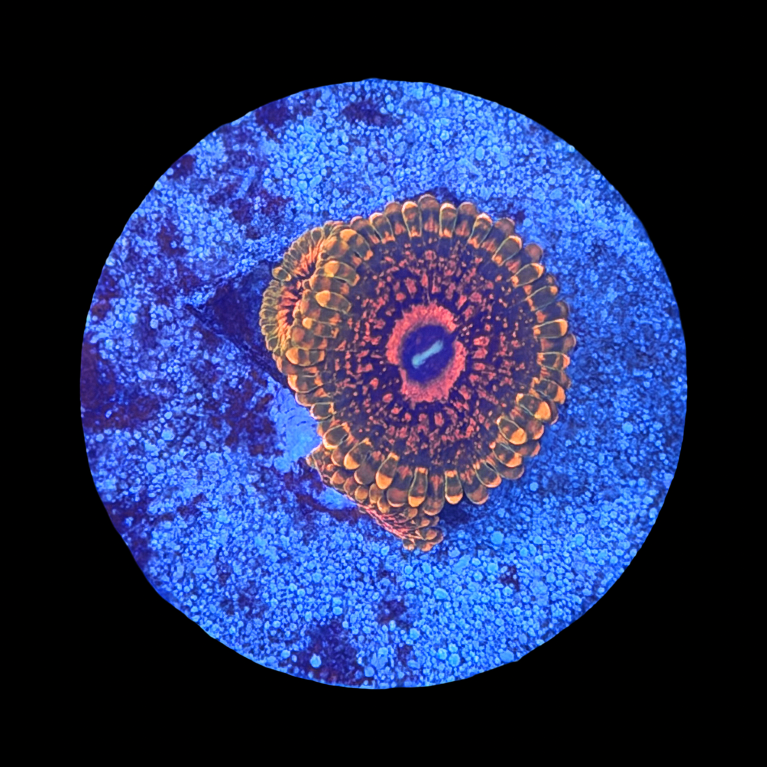 GMK Zoa 3 polyps
