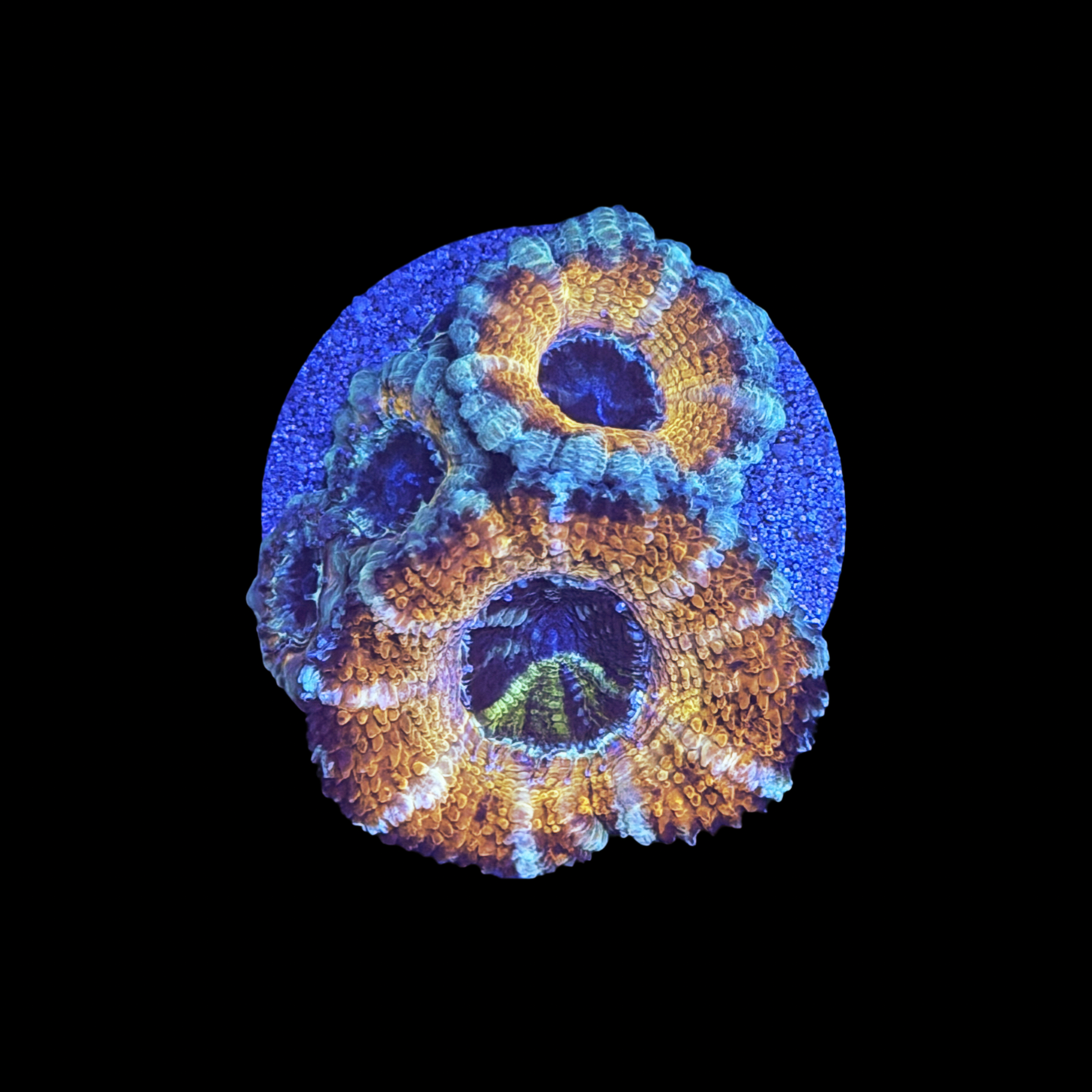 Golden Dragon Acan