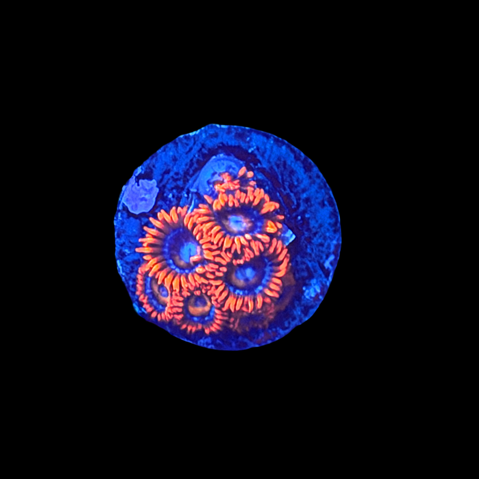 Blue Eyed Blondies Zoa