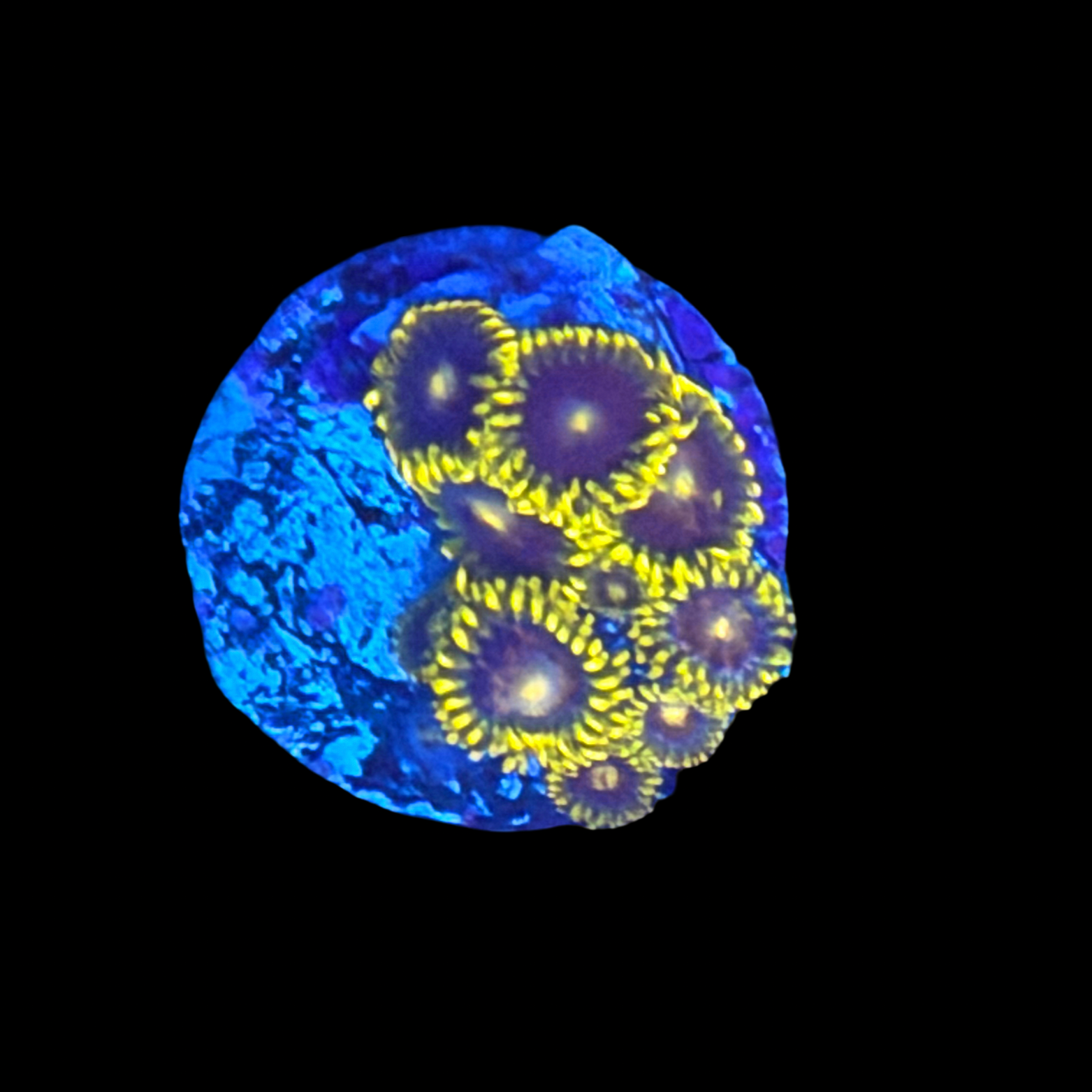 CC Star Fighter Zoa