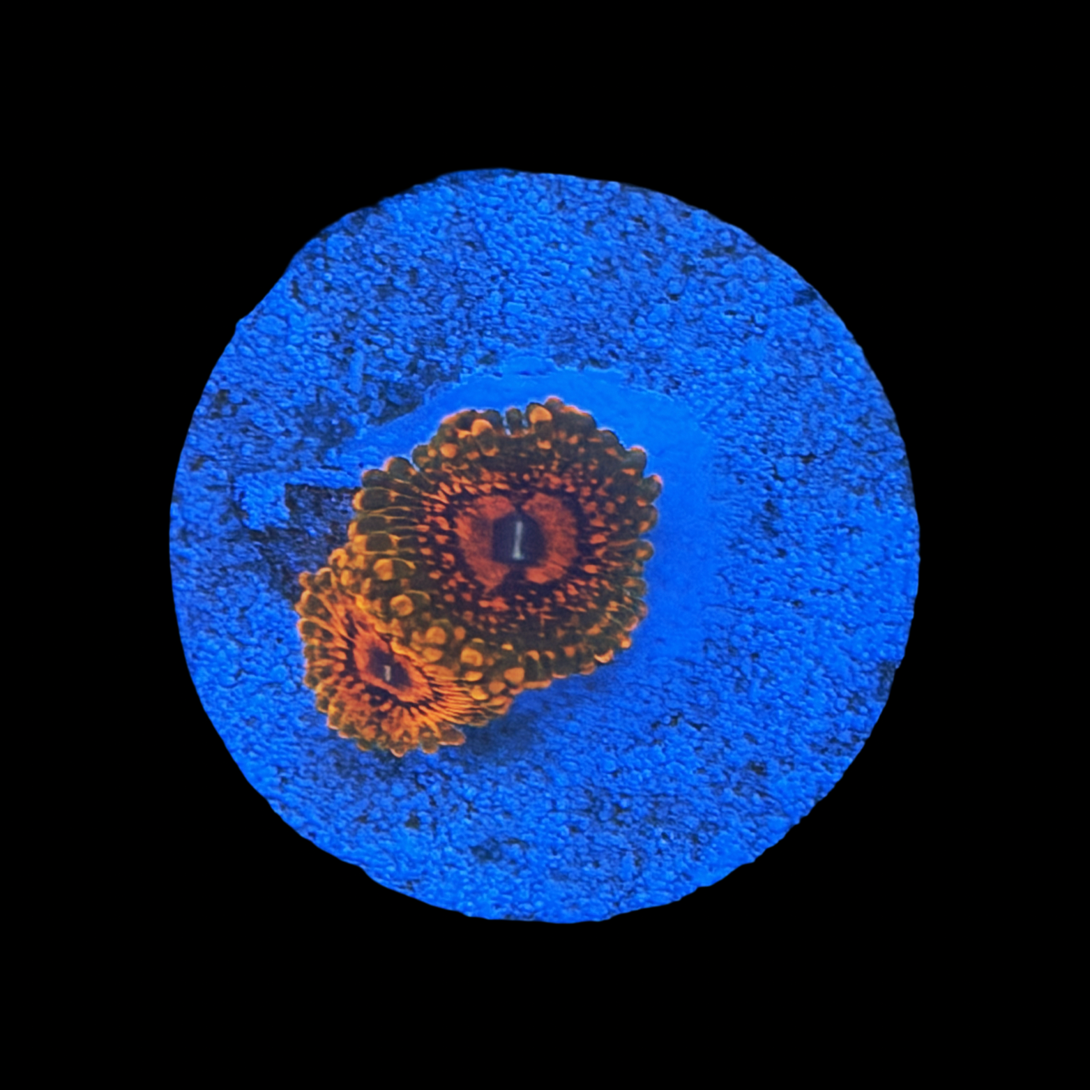 GMK Zoa 2 polyps