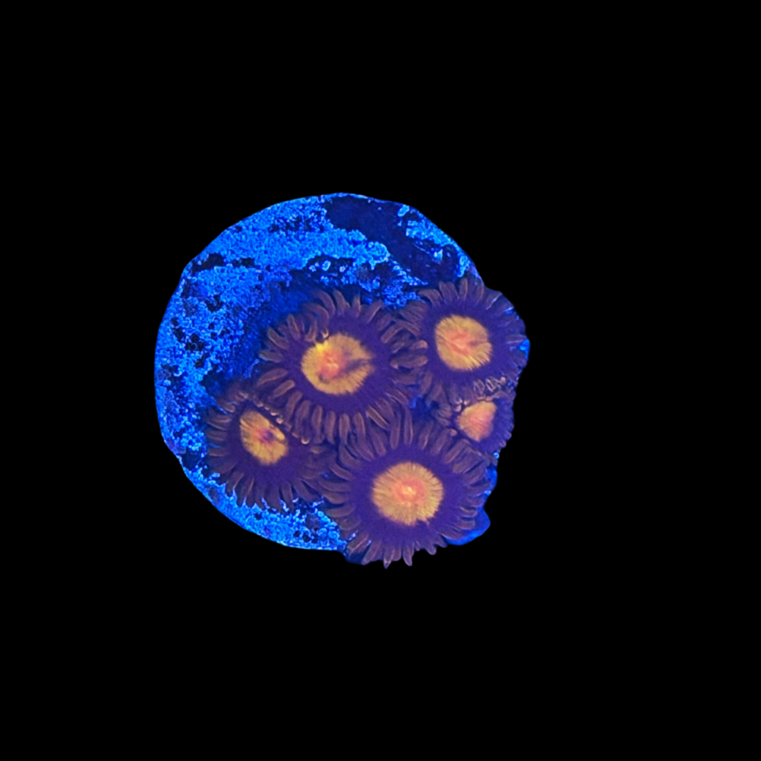 Tutti Frutti Zoa