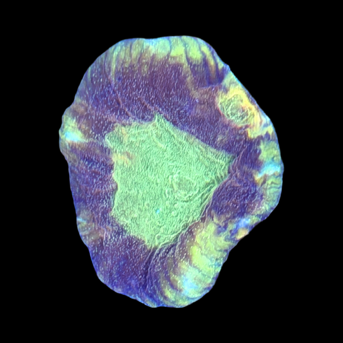 ECC Emerald Dragon Pectinia