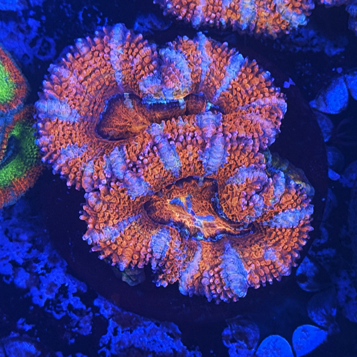ECC Orange Crush Acan Lord