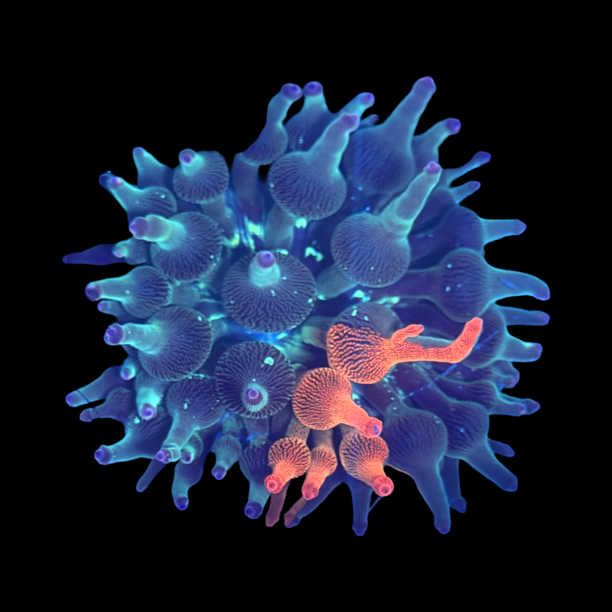 ECC Nexus Burst Bubble Tip Anemone
