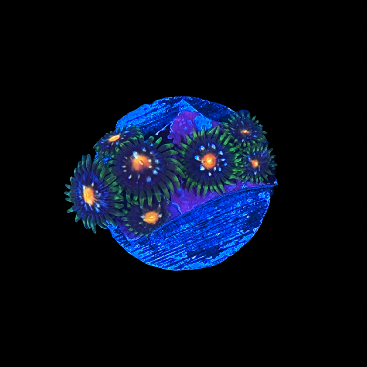 Galactic Crush Zoa