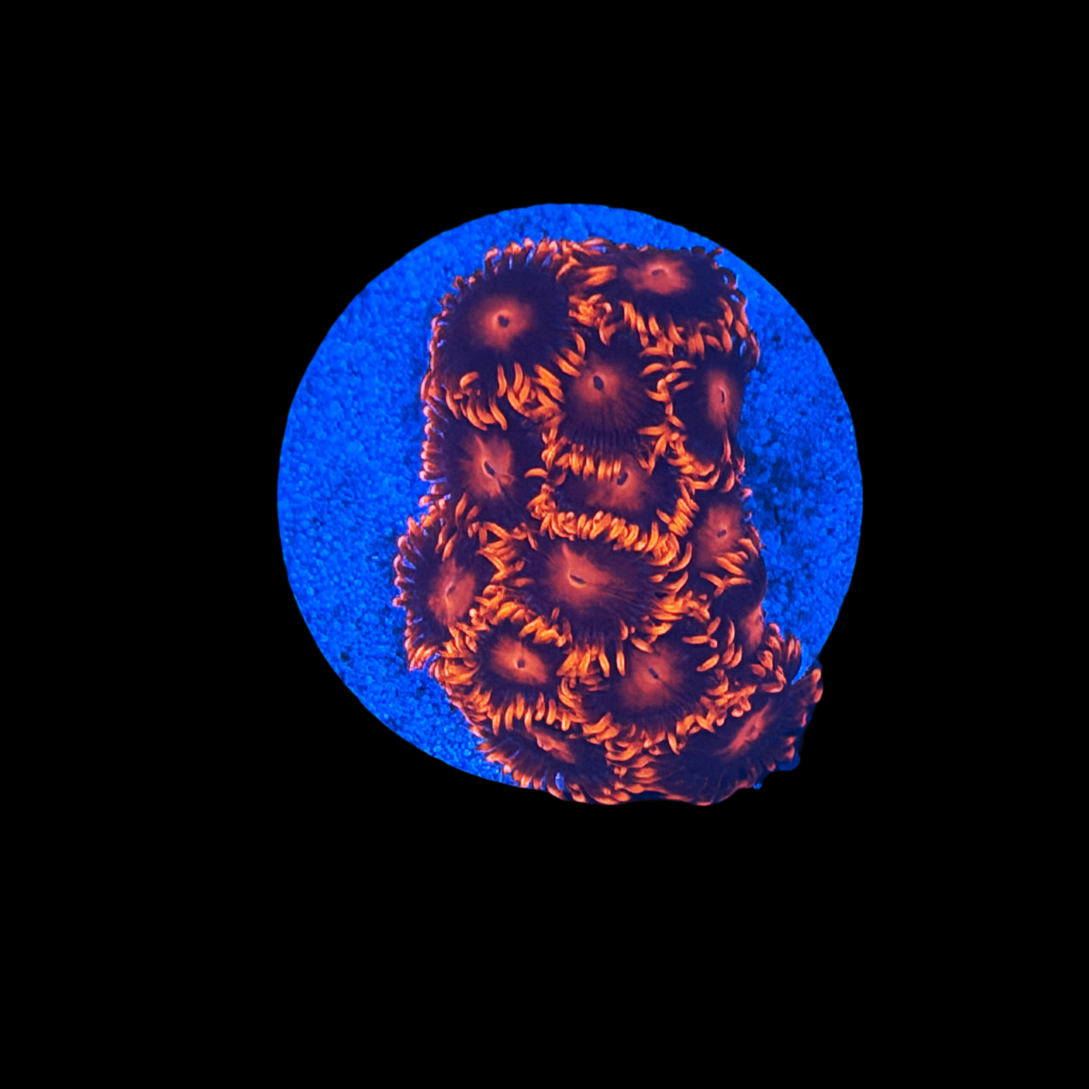 Bam Bam Zoa large plug