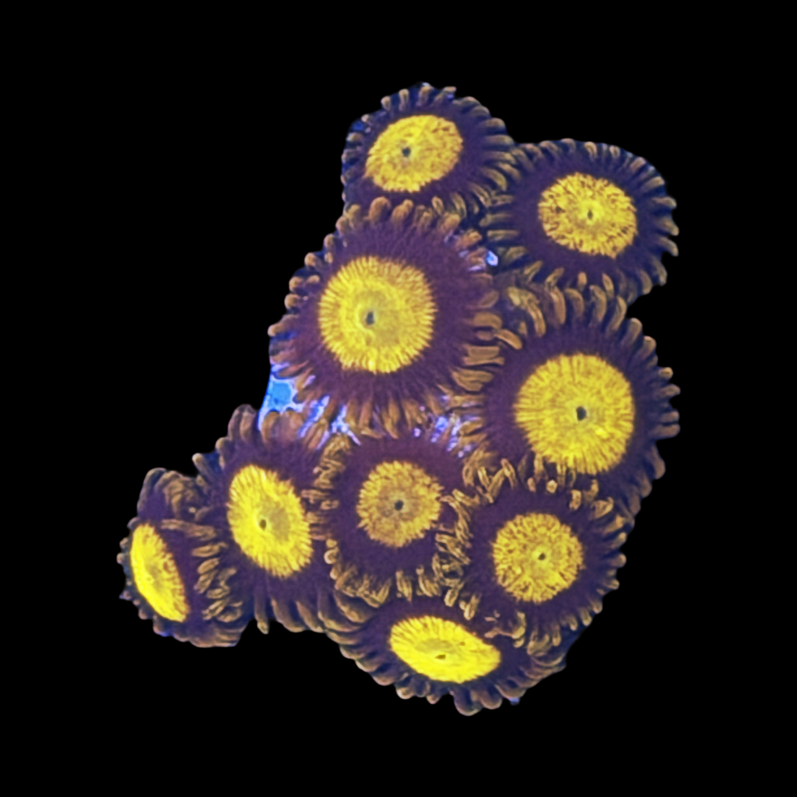 Manderin Zoa
