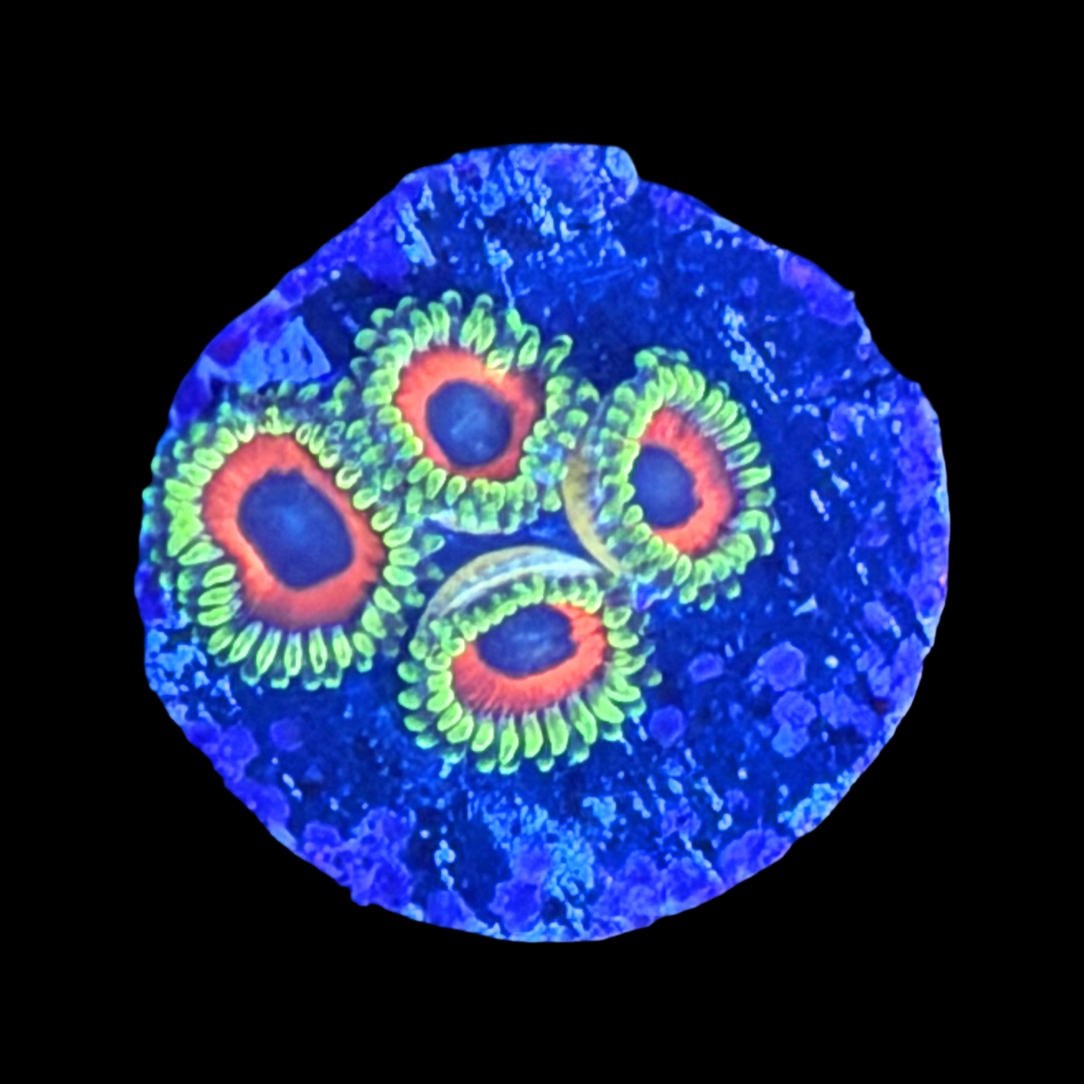 Wammin Watermelon Zoa