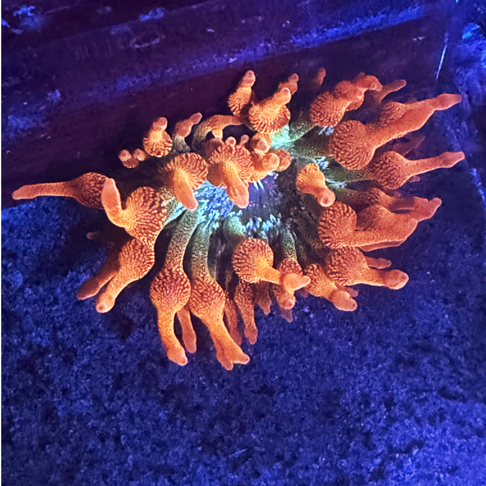 ECC Rainbow Inferno Bubble Tip Anemone
