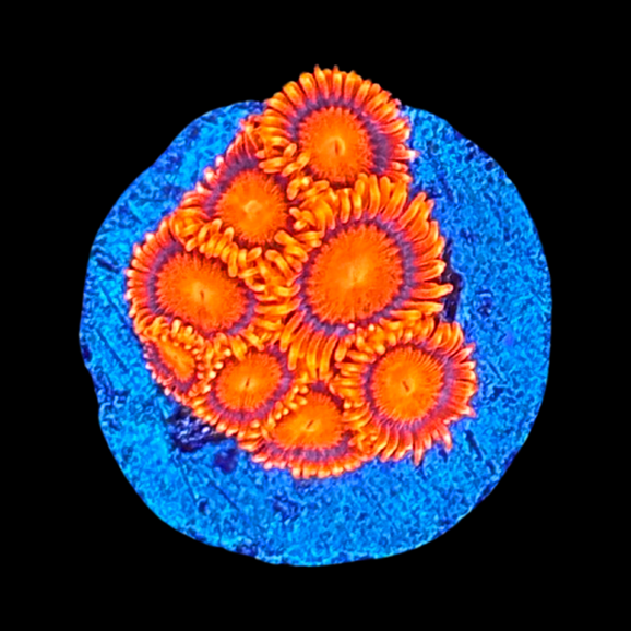 ZOANTHIDS Williamson's Reef