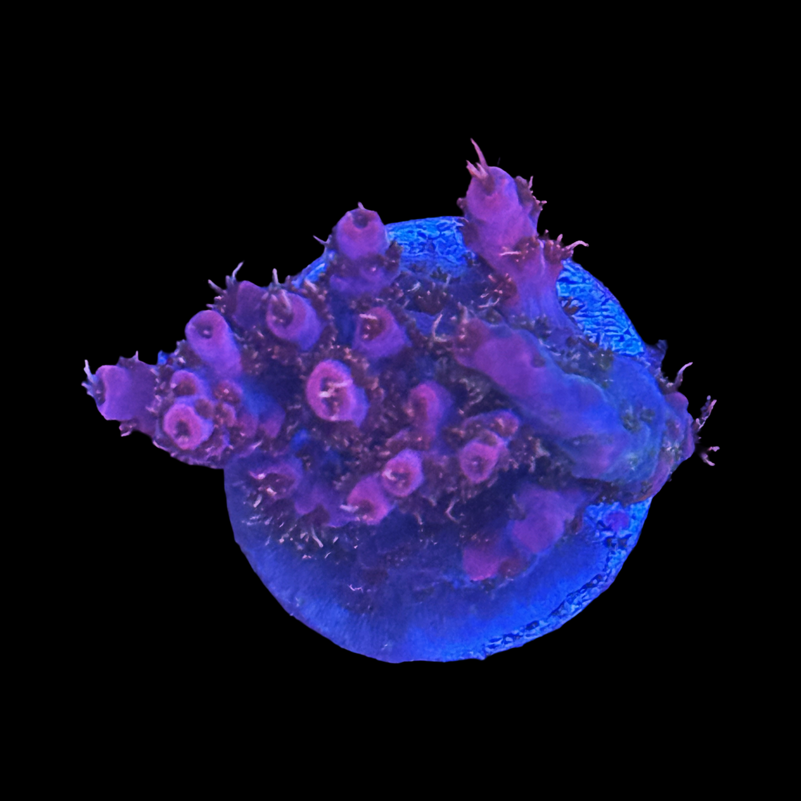 WWC Pink Passion
