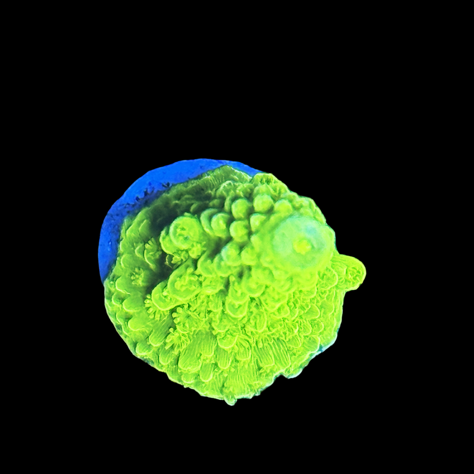 Bali Slimer