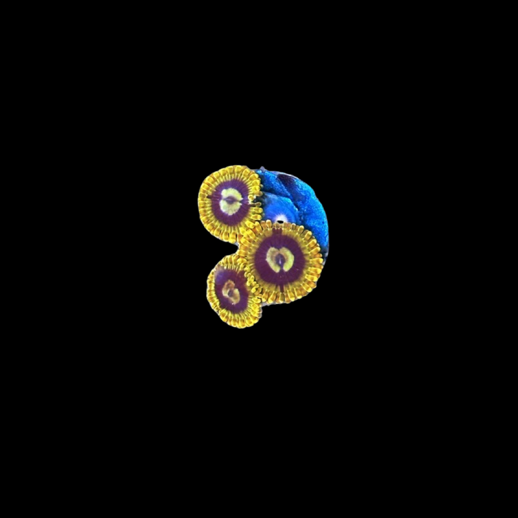 ARC Rainbow Yoda Zoa