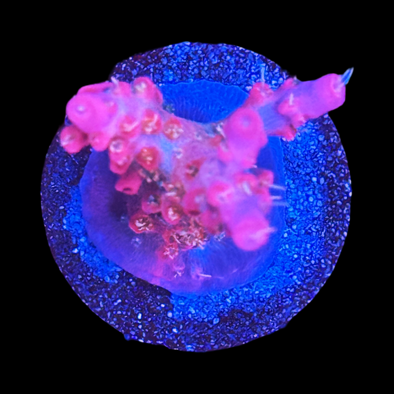 Vivid Confetti