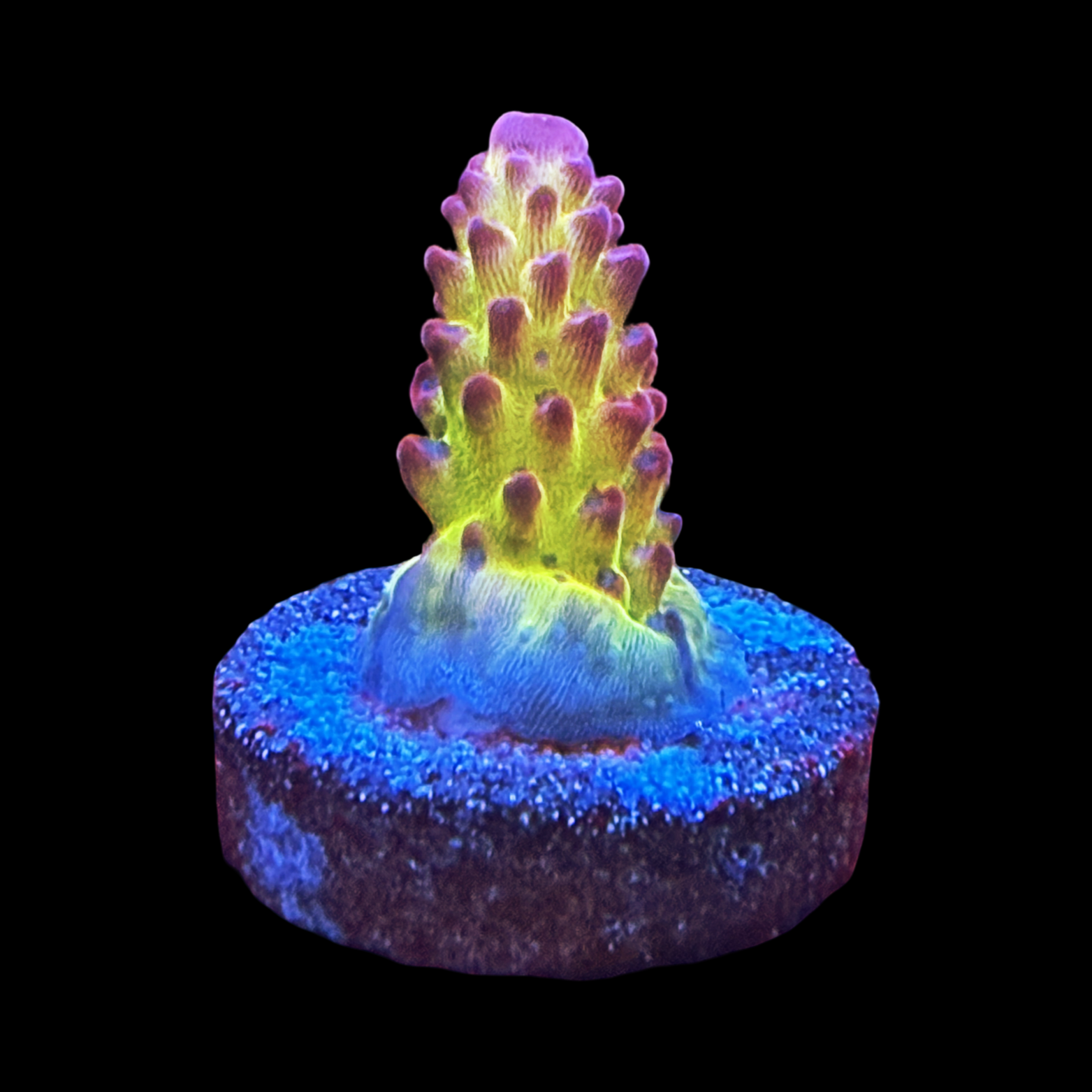 POTO Queen Of Hearts Small