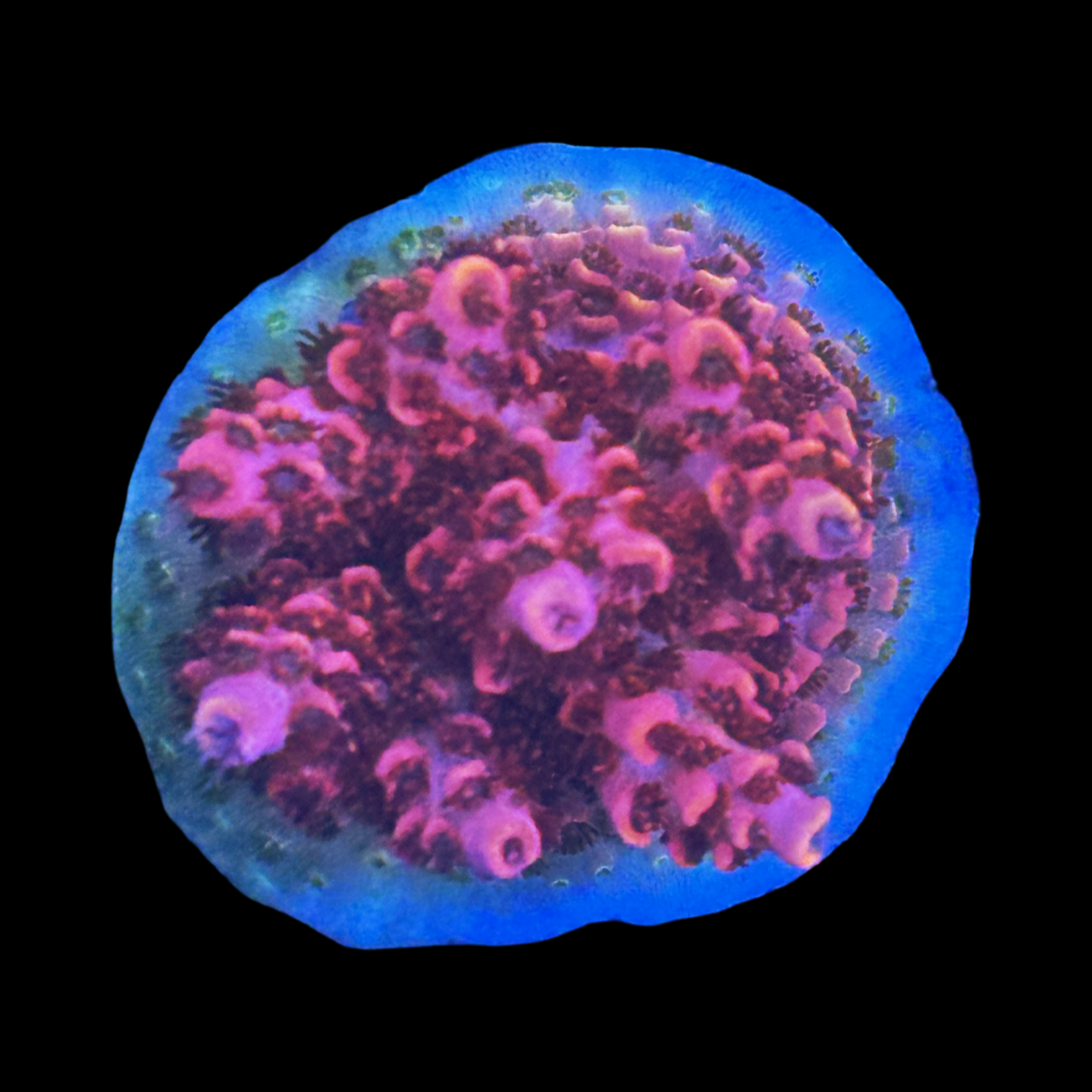 WWC Electric Melon XL