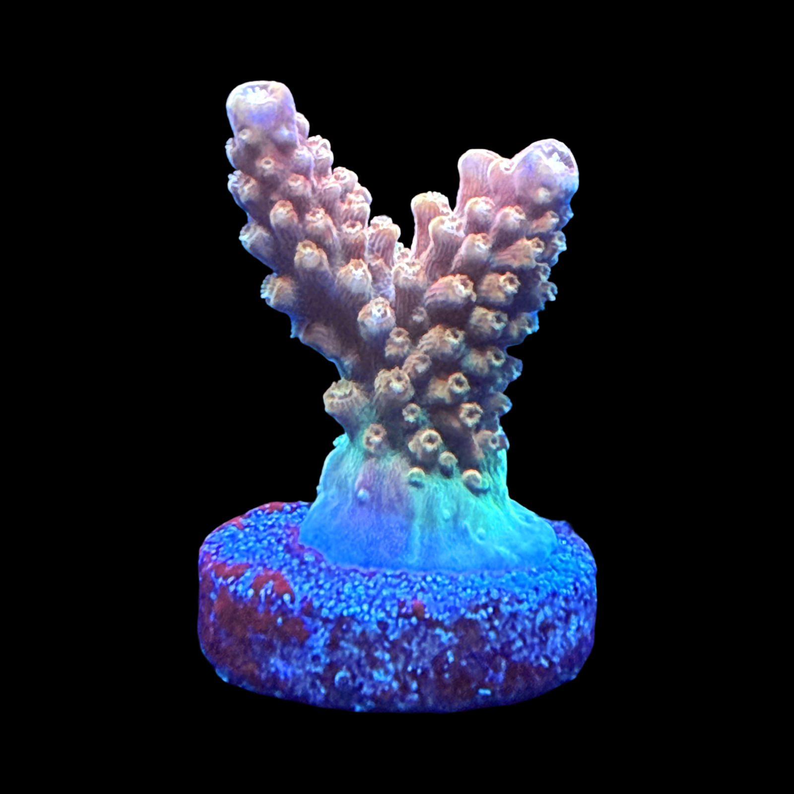 CC Grafted Banana Hammock