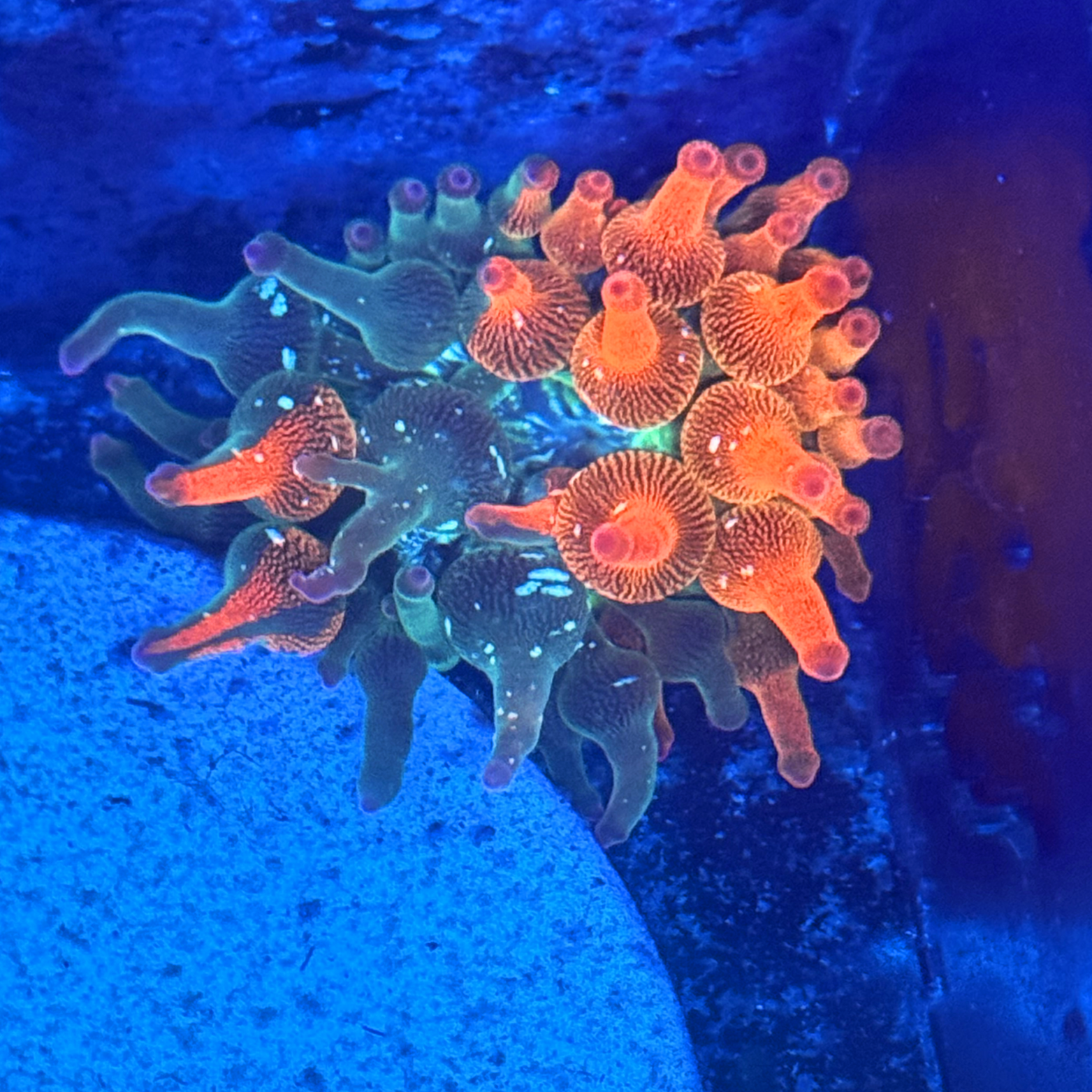 ECC Nexus Burst Bubble Tip Anemone