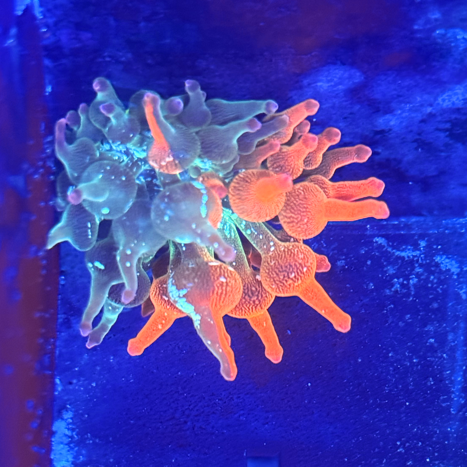 ECC Nexus Burst Bubble Tip Anemone