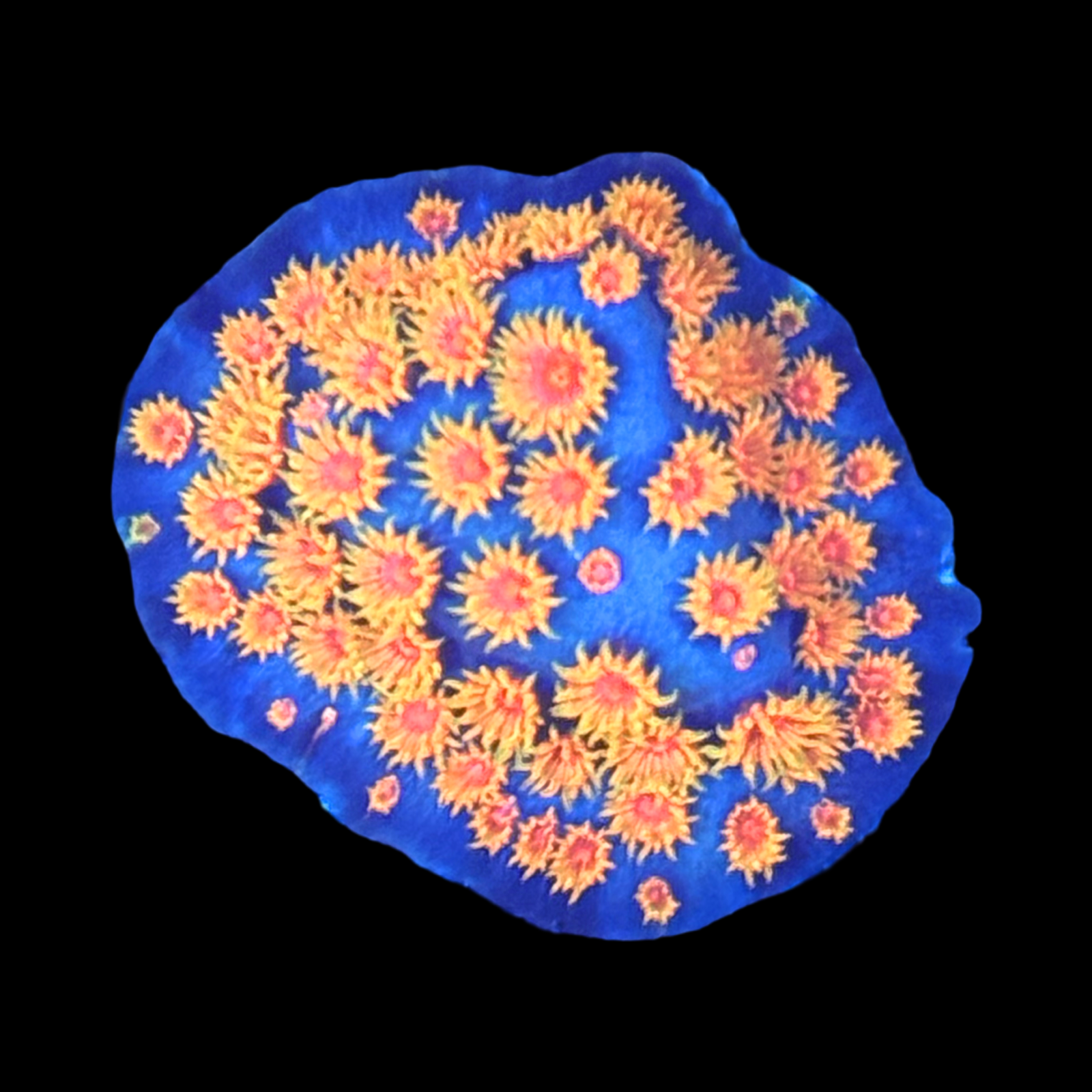 WWC Bizarro Cyphastrea