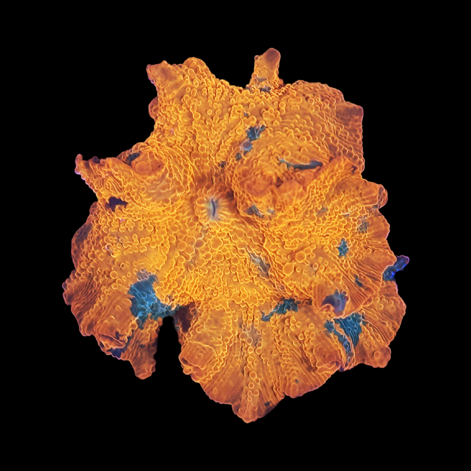 Ultra Candy Crush Jawbreaker Mushroom XL