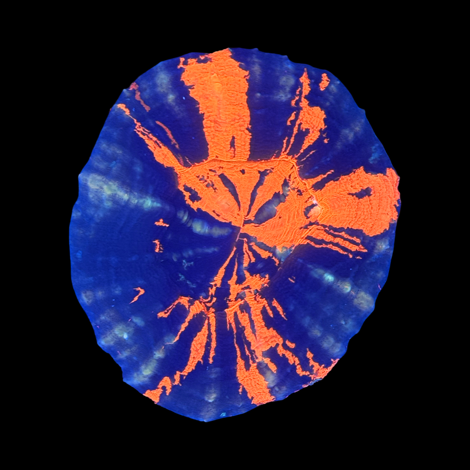 Ultra Aussie War Paint Scolymia Large