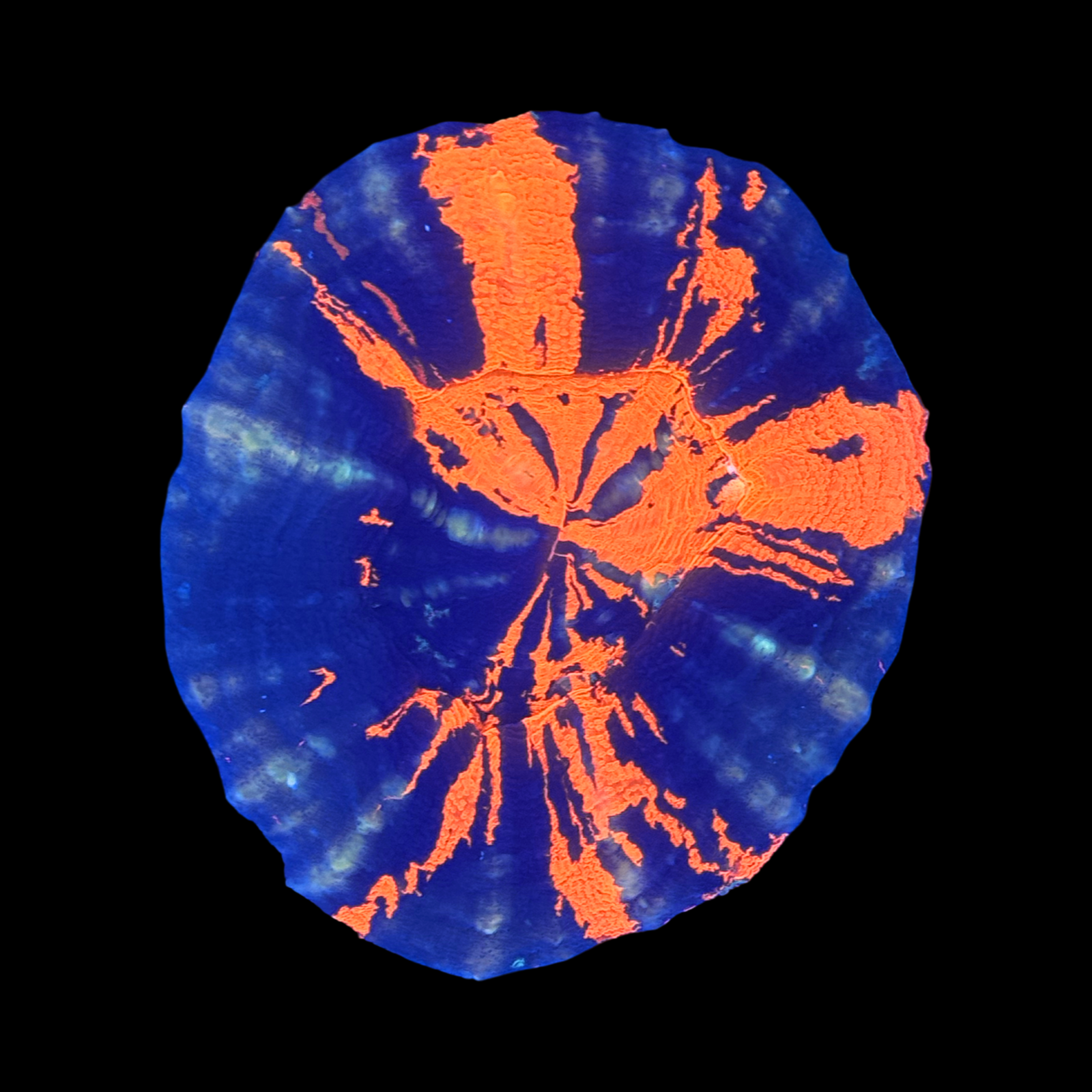 Ultra Aussie War Paint Scolymia Large