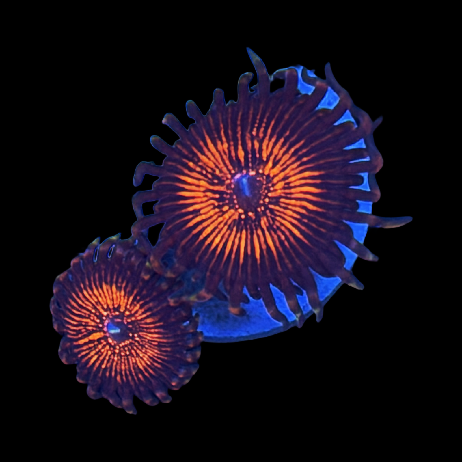 TSA Zoa