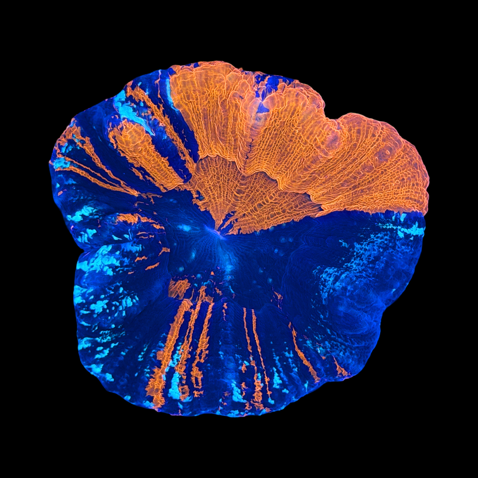 Ultra Aussie War Paint Scolymia Large