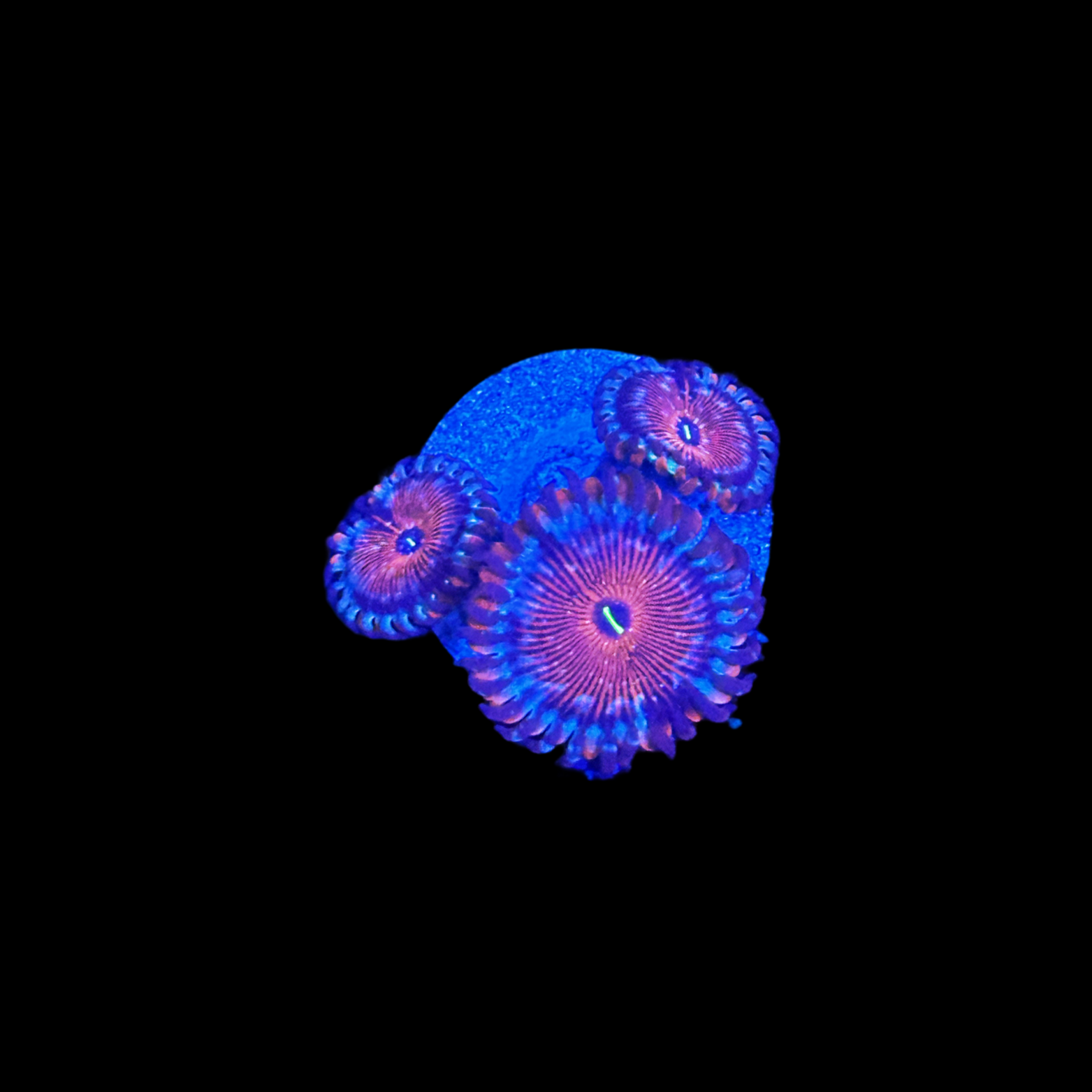 White Zombie Zoa