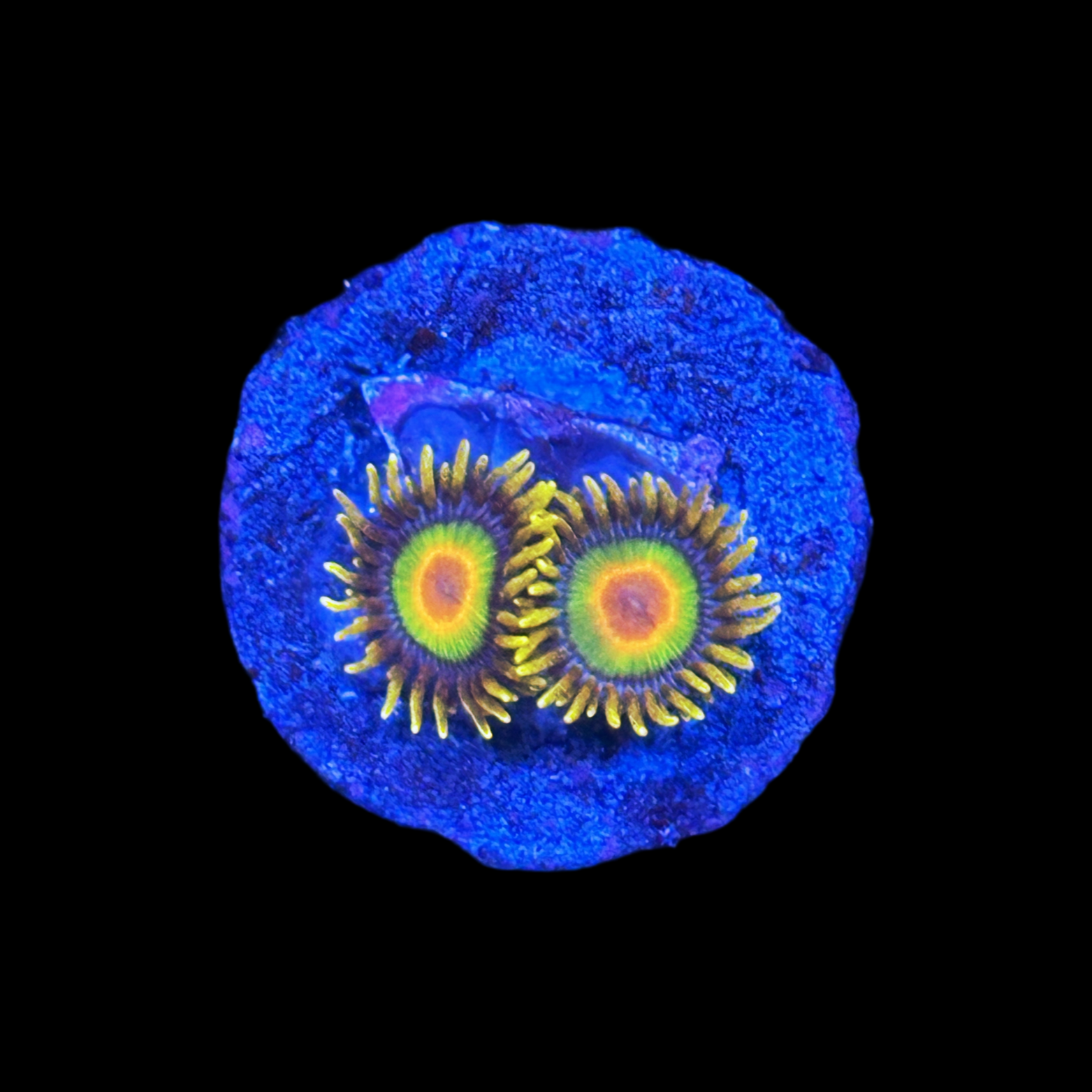 Rasta Zoa