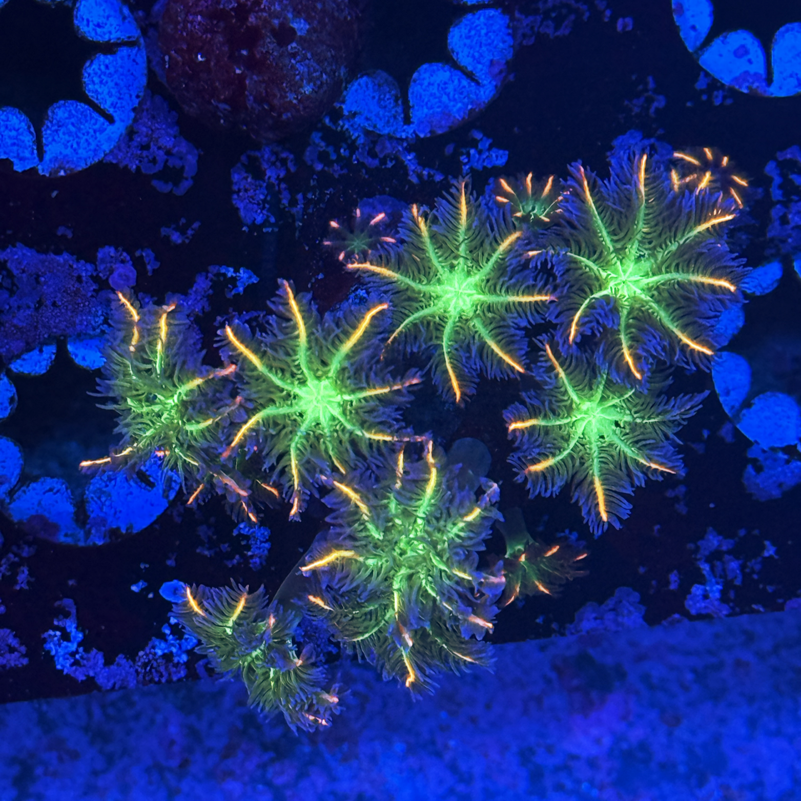 TSA Fireworks Cloves