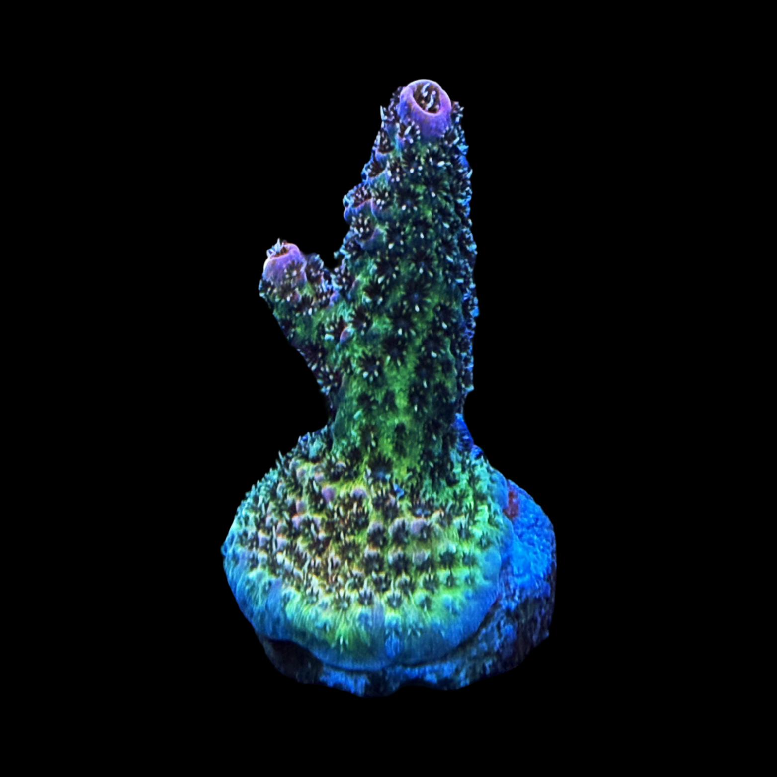 BC Raindrops On Roses Milli