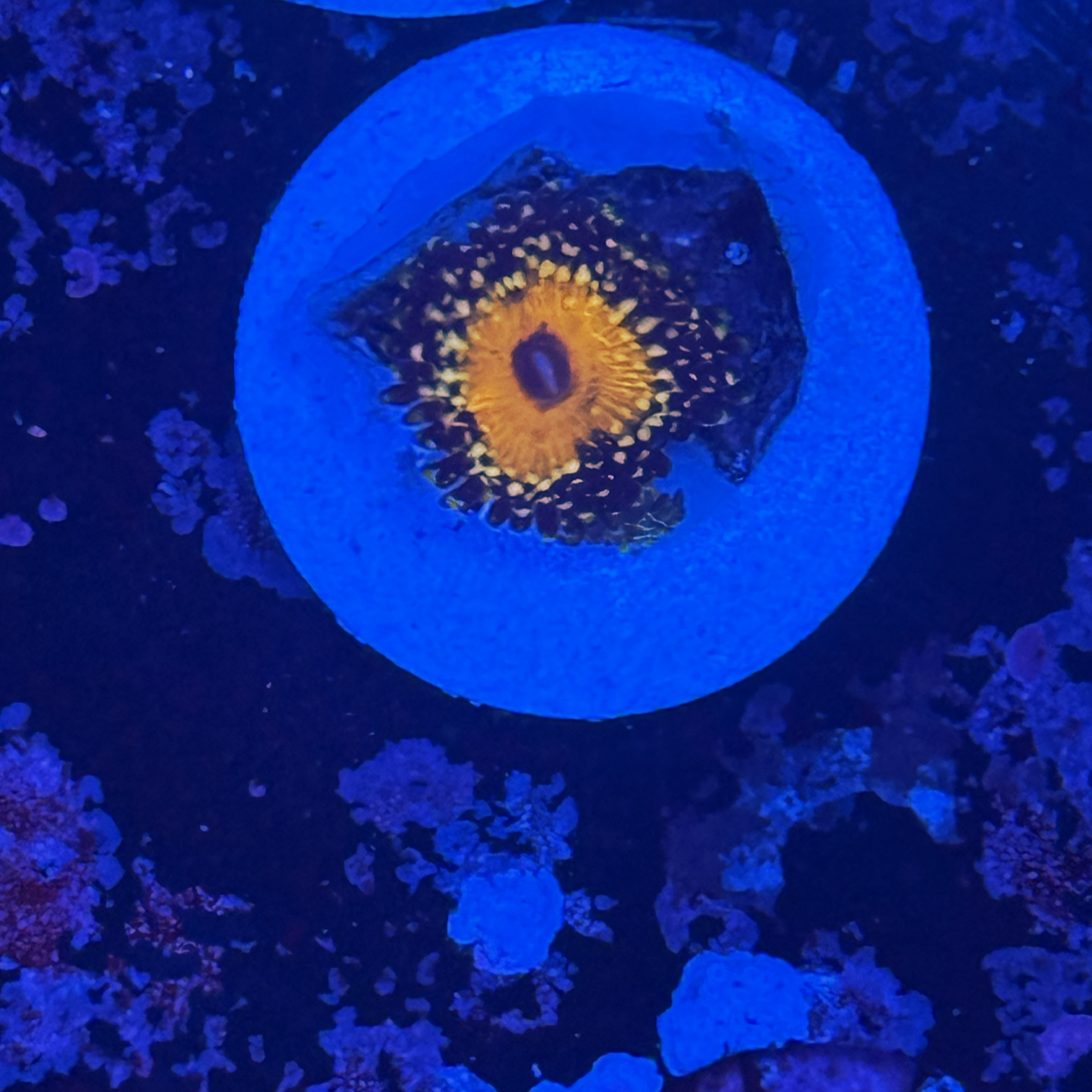 God Beast 2 polyps