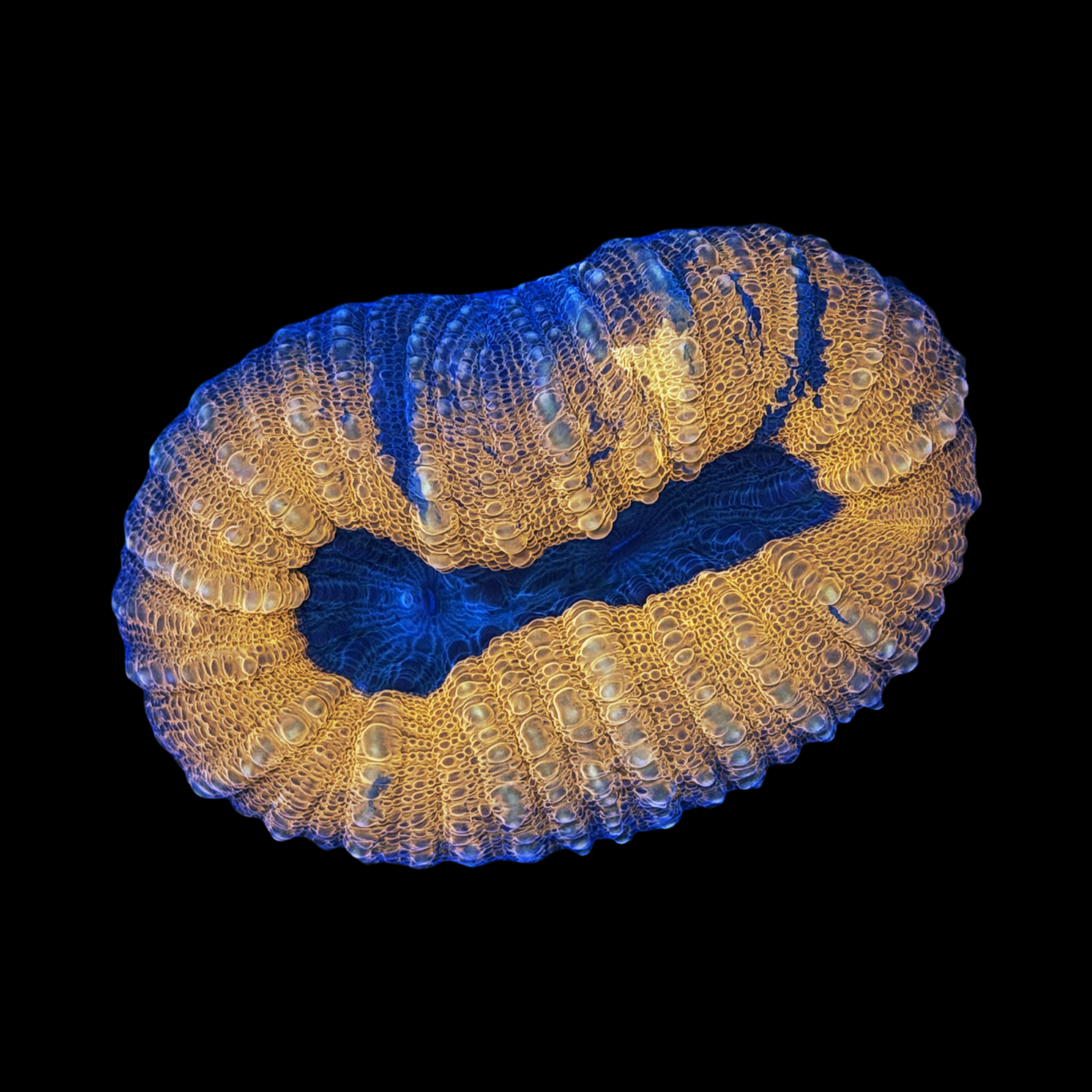 Aussie Forest Fire Lobo Large