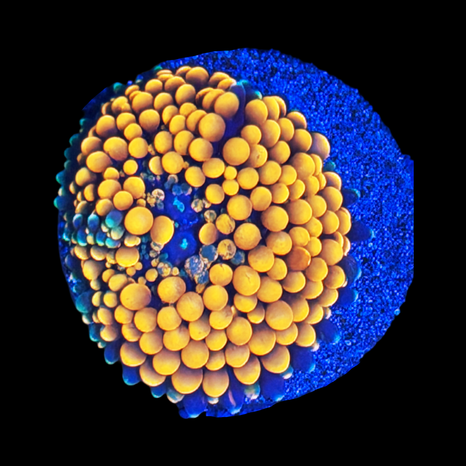 Flordia Ricordea Mushroom