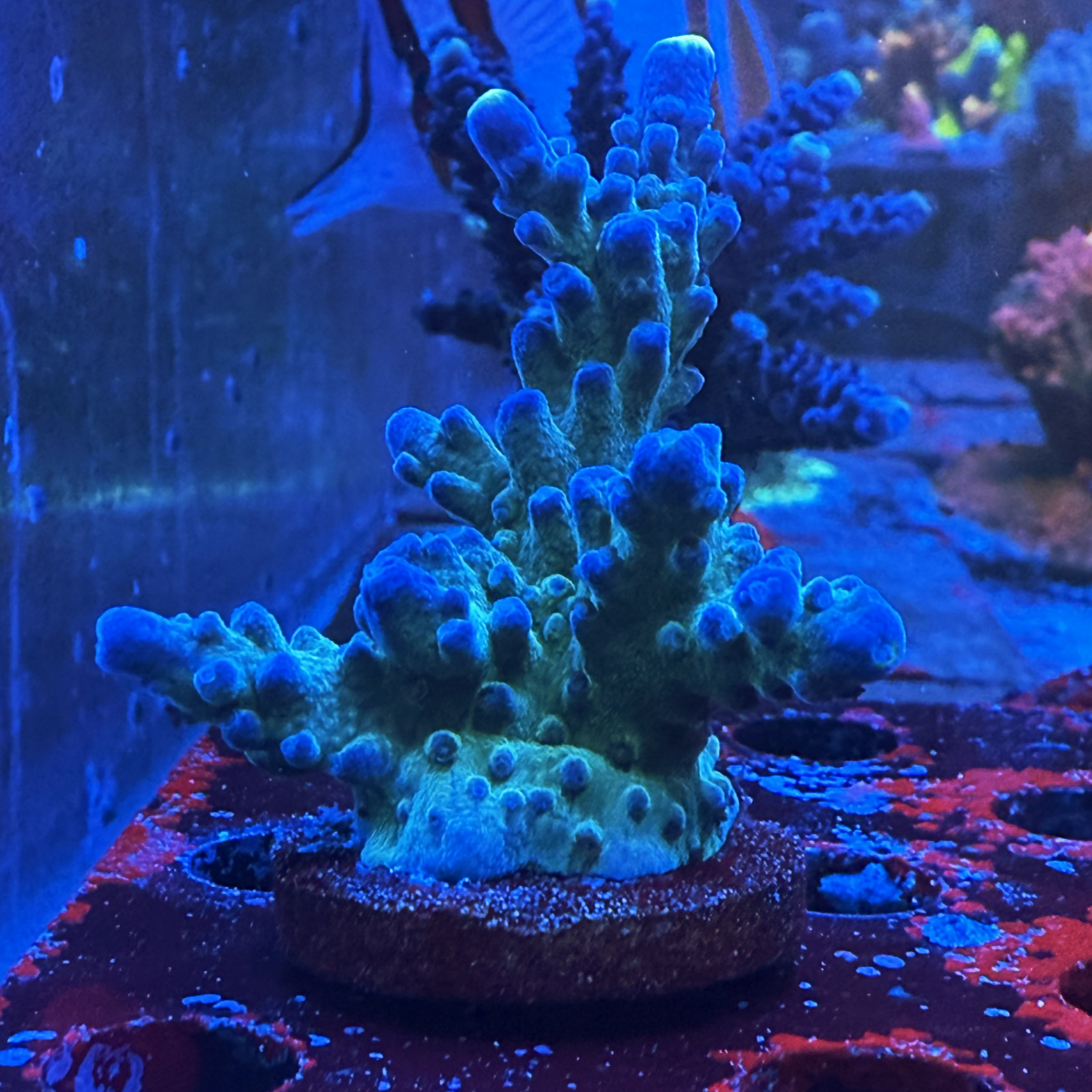 WWC Yellow Tips XL