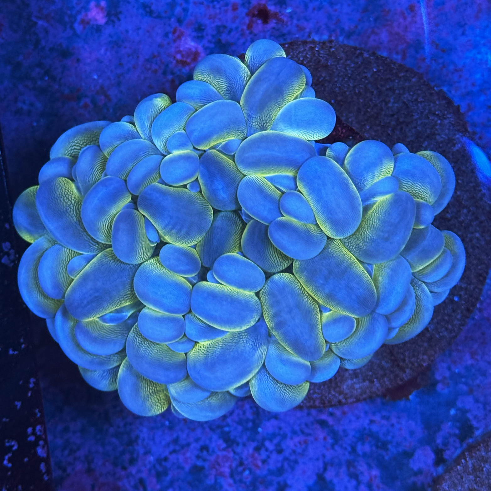 Metallic Bubble Coral XL